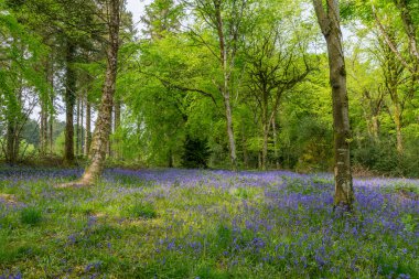 Cornwall İngiltere 'de sonbaharda boş bir orman.