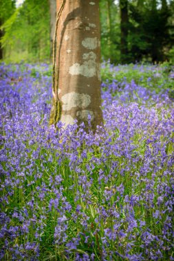 Cornwall İngiltere 'de sonbaharda boş bir orman.
