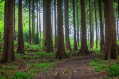 Cornwall İngiltere 'de sonbaharda boş bir orman.