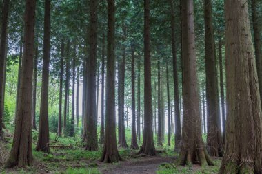 Cornwall İngiltere 'de sonbaharda boş bir orman.