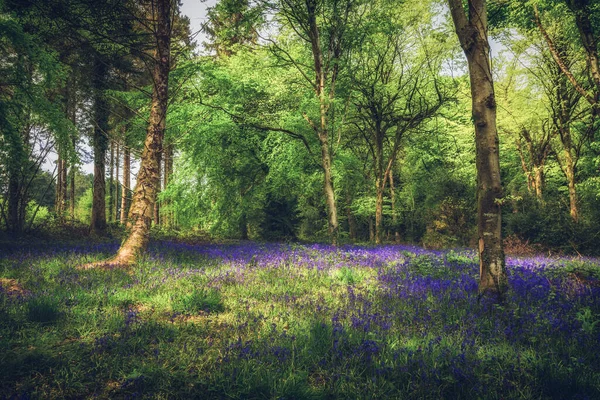 Idyllische Wälder Herbst Cornwall England — Stockfoto