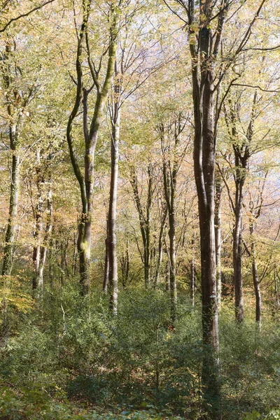 Autumnal Woodland Idlest Cornwall — Stock Photo, Image