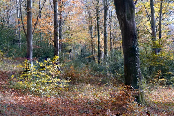 Autumnal Woodland Idlest Cornwall — Stock Photo, Image