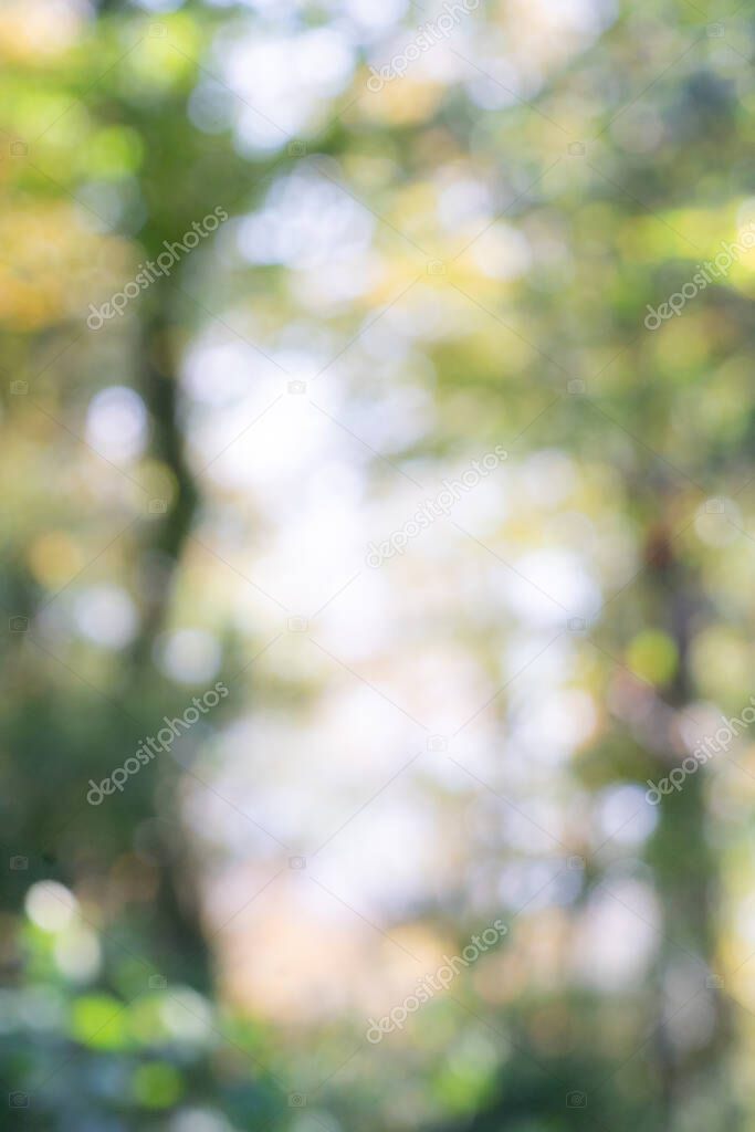 Woodland bokeh out of focus image of trees and light