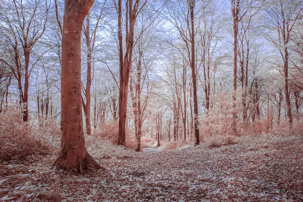 Bois Sans Repos Automne Cornouailles Angleterre — Photo