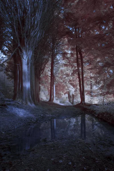 Cornwall İngiltere 'de sonbaharda boş bir orman.