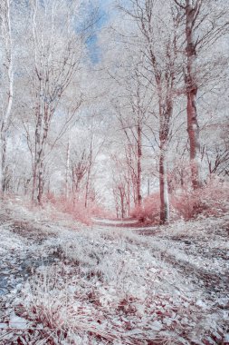 Cornwall İngiltere 'de sonbaharda boş bir orman.