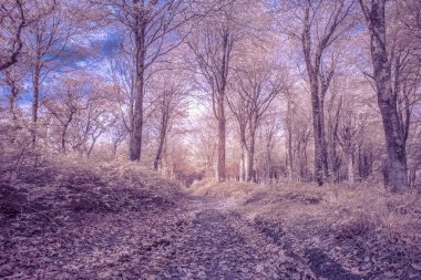 Sonbahar ormanı, en küçük mısır gevreği.