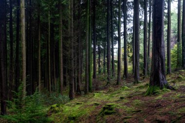 Ağaçları olan güzel bir orman 