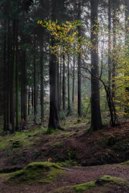 Cornish Ormanı 'ndaki kayın ağaçları, Birleşik sonbahar renklerinde.