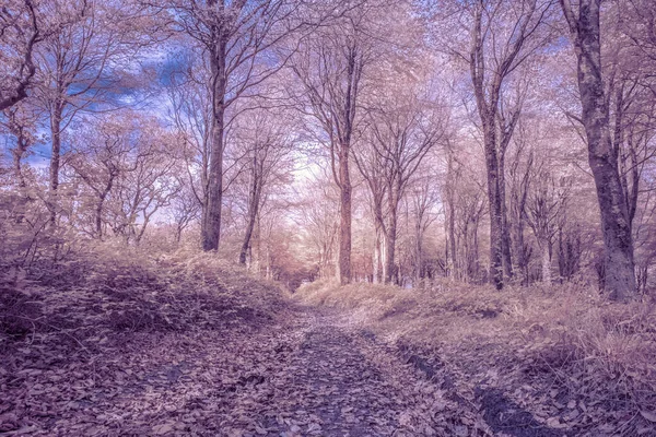 Herbstlicher Wald Müßigste Kornwand — Stockfoto