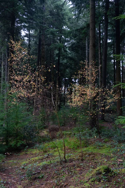 Cornish Ormanı Ndaki Kayın Ağaçları Birleşik Sonbahar Renklerinde — Stok fotoğraf