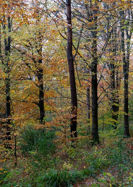 Bela Floresta Com Árvores — Fotografia de Stock