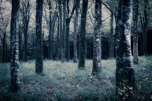 Beech trees in cornish woodland uk autumn colour