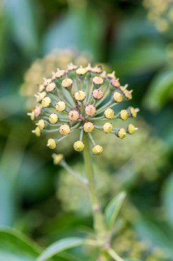 Yeşil santral kapanıyor. Kennack Sands çevresindeki sahil yolu. 