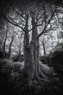 Kennal Vadisi 'nin siyah beyaz fotoğrafı, Cornwall İngiltere