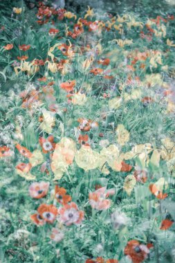 Bahçede çiçekler, yaz çiçekleri