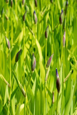 İris çiçekleri sulak arazide. Yaklaş.