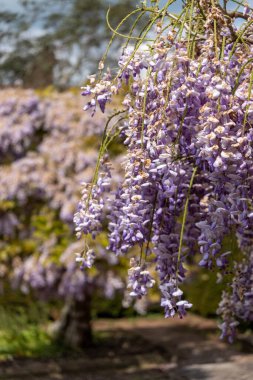 Bahçede bahar çiçekleri açıyor.