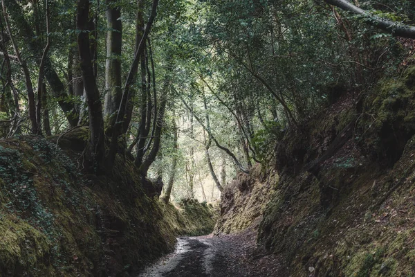 Hermoso Paisaje Bosque Montaña — Foto de Stock