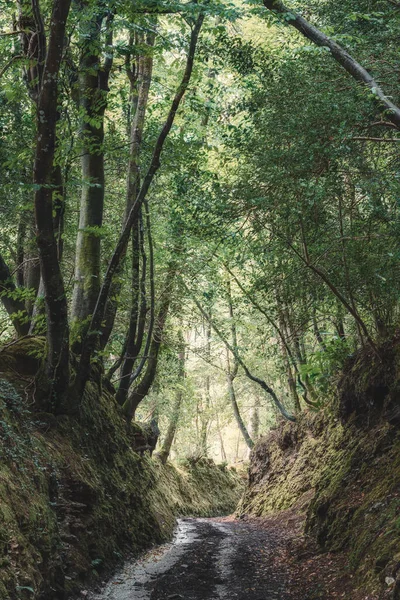 Naturaleza Vista Panorámica Madera Verde — Foto de Stock