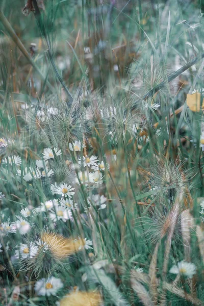 Bellissimi Fiori Camomilla Bianca Giardino — Foto Stock