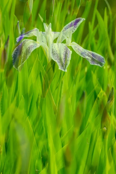 Flores Íris Zonas Húmidas Perto — Fotografia de Stock