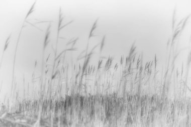 Tarladaki güzel otlar 