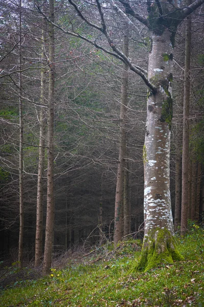 Arbres Poussant Dans Forêt — Photo