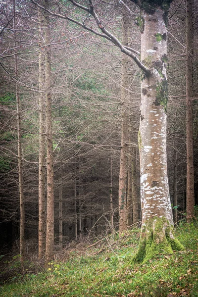 Outono Floresta Inglaterra Reino Unido — Fotografia de Stock