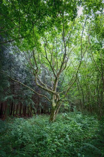 Outono Floresta Inglaterra Reino Unido — Fotografia de Stock