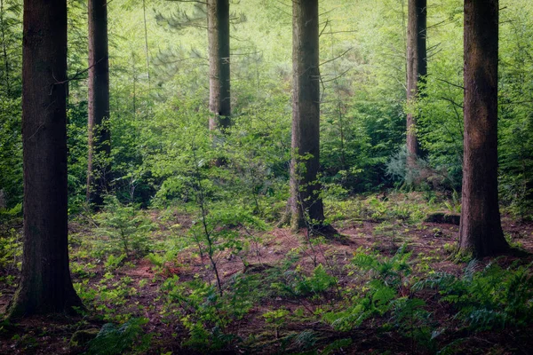 Güz Ormanı Ngiltere Ngiltere — Stok fotoğraf