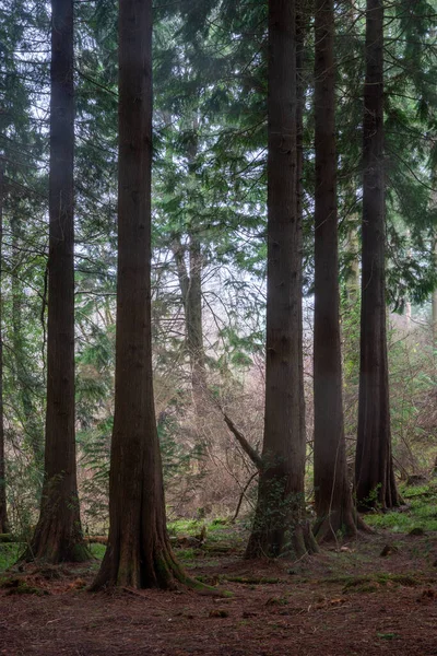 Bosque Otoño Inglaterra Reino Unido — Foto de Stock