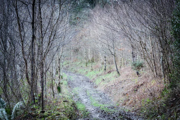 Herbstwald England Großbritannien — Stockfoto