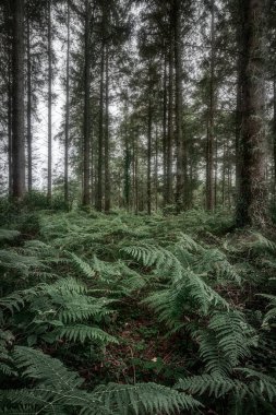 Doğa manzaralı, yeşil ahşap 