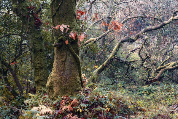 Outono Floresta Inglaterra Reino Unido — Fotografia de Stock