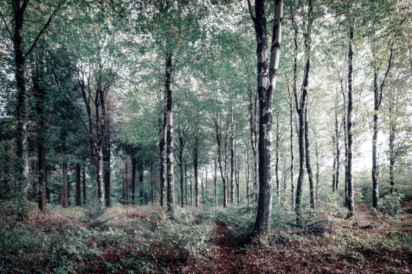 英格兰 秋天的林地 — 图库照片
