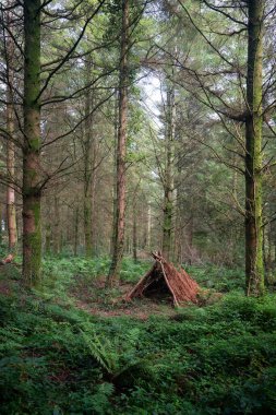 Güz ormanı, İngiltere, İngiltere