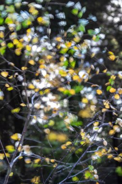 huş ağacında sonbahar yaprakları