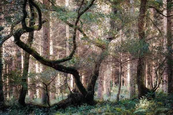 英格兰 秋天的林地 — 图库照片