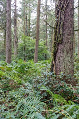 Güz ormanı, İngiltere, İngiltere