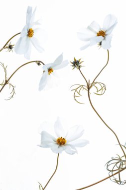 Güzel çiçekler, çiçek konsepti