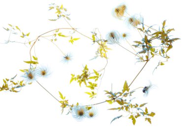 Beyaz arkaplanda güzel çiçekler