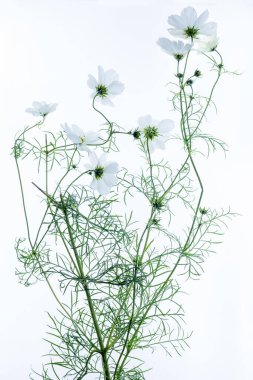 Beyaz arka planda güzel çiçekler, doğal duvar kağıdı.