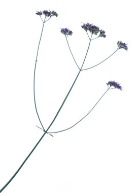 Güzel botanik fotoğrafı, doğal duvar kağıdı.