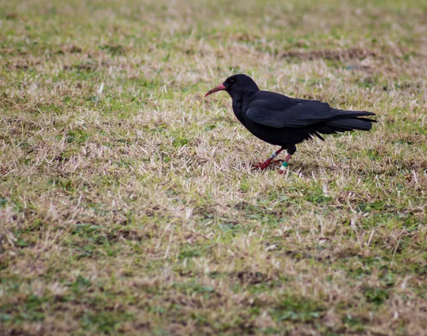 Corvo Pássaro Aves Natureza Flora — Fotografia de Stock