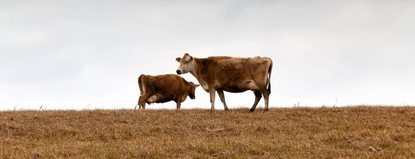 Cows Grazing Meadow — Stock Photo, Image