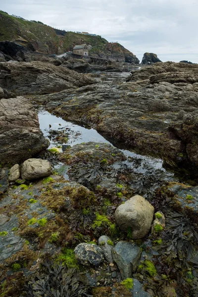 Kynance Cala Cornwall Inglaterra Reino Unido —  Fotos de Stock