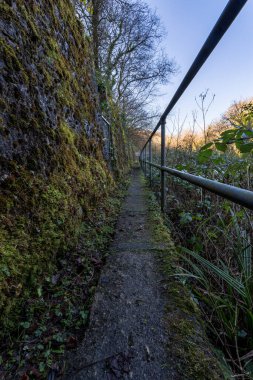 Yeşil ağaçların arasından geçen patikanın görüntüsü