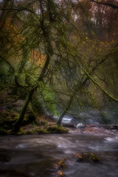 Torrente Montagna Nella Foresta — Foto Stock